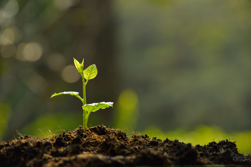 Shrub Planting Fargo