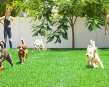 Dog Waste Removal