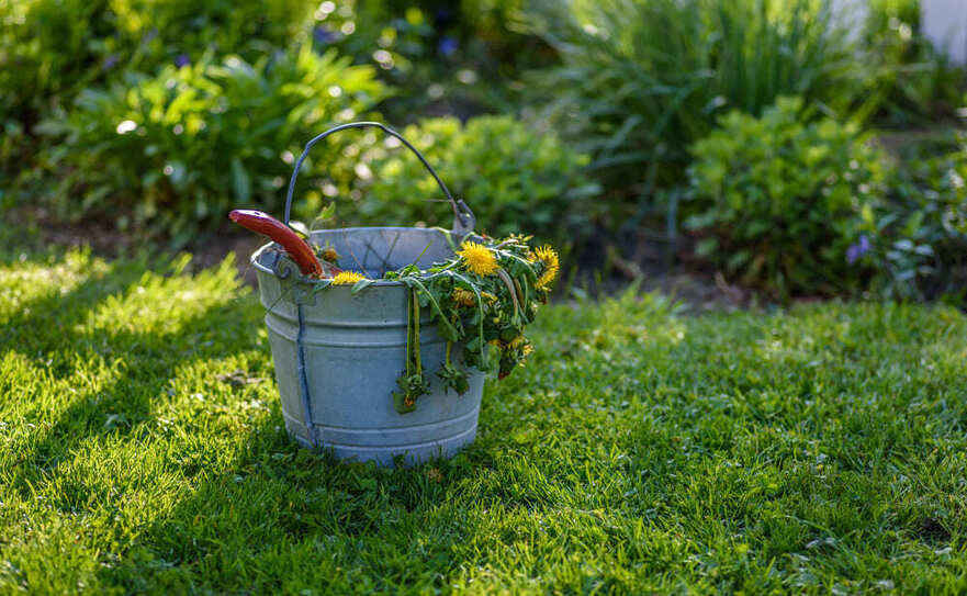 Weed Control Fargo