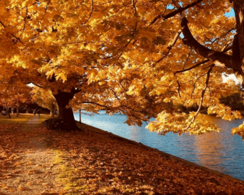 Benefits Of Cleaning Up Leaves