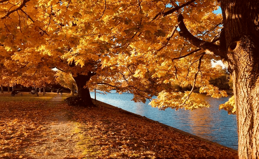 Benefits Of Cleaning Up Leaves