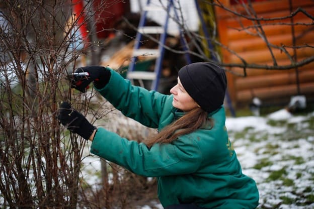 Winter Pruning North Dakota