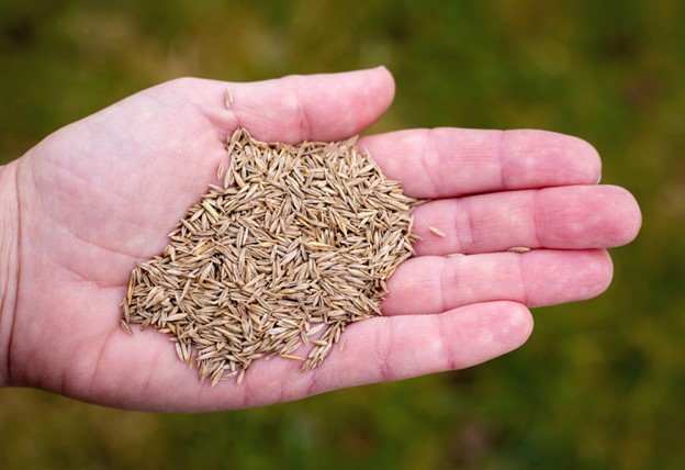 Best Grass Seed For North Dakota Lawns
