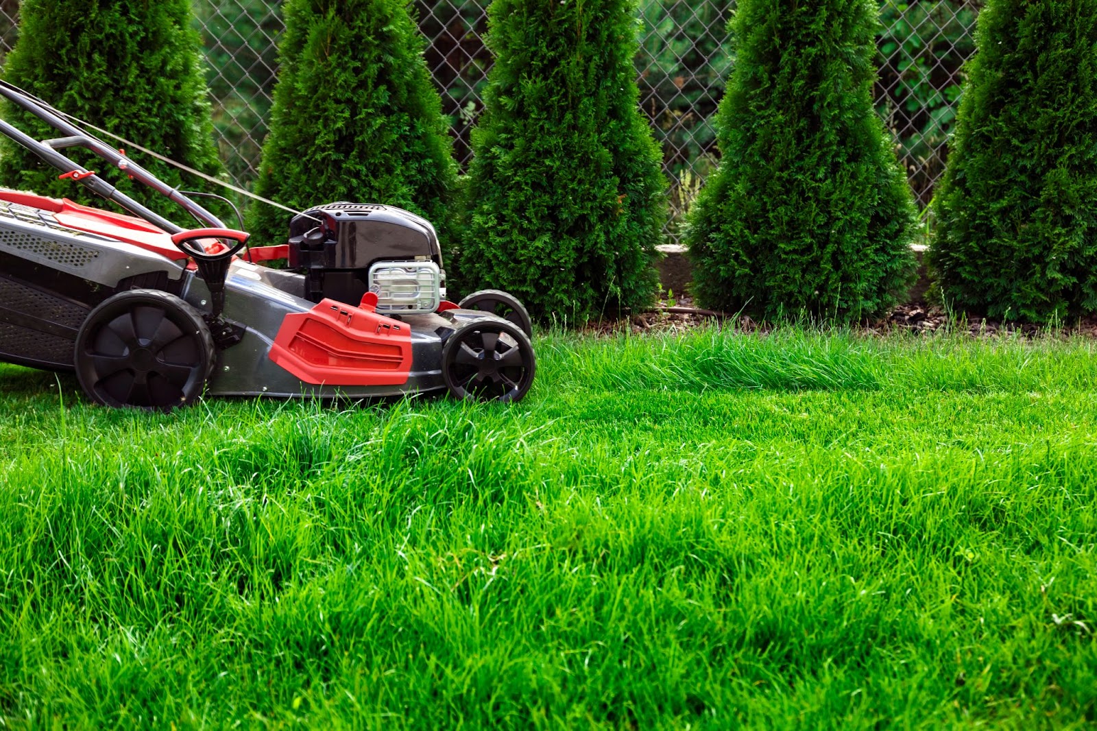 How Often Should I Mow My Lawn?